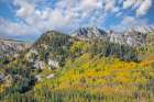 USA, Utah. Aspen and maple in fall color. Wasatch Mountains along South Big Cottonwood Canyon Road Art Print